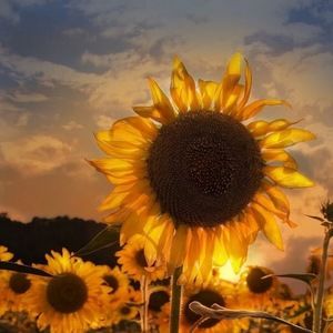 Meet your Posher, Krystal